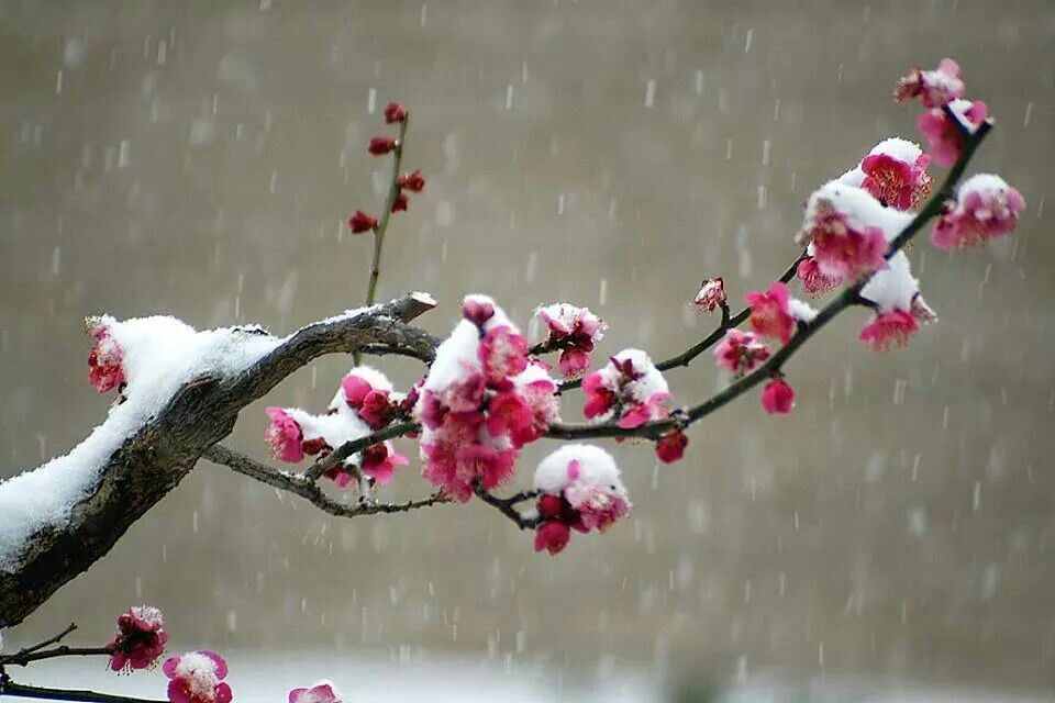 Plum Flowers In Snow Incense Stick