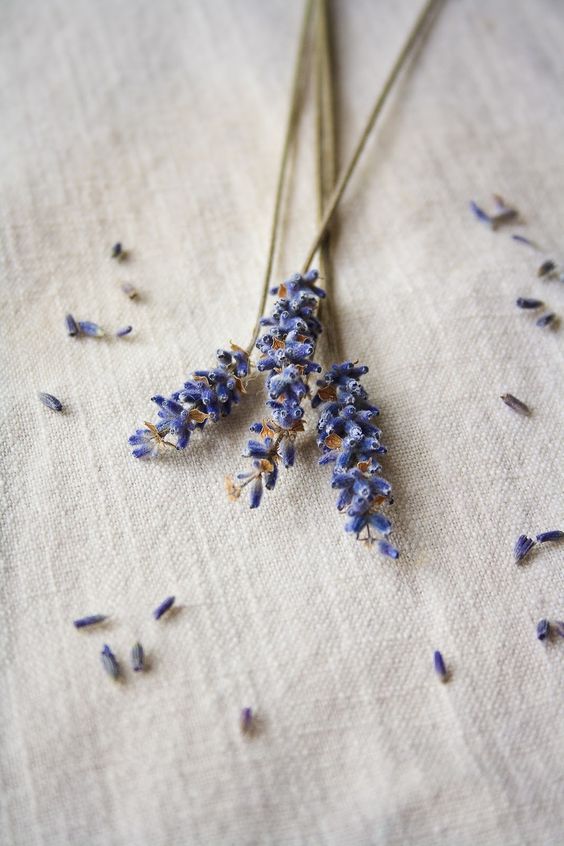 lavender incense stick